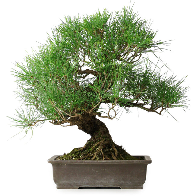 Pinus thunbergii, 47 cm, ± 20 Jahre alt