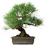 Pinus thunbergii, 47 cm, ± 20 Jahre alt