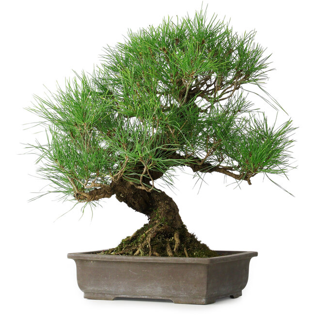 Pinus thunbergii, 47 cm, ± 20 jaar oud
