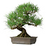 Pinus thunbergii, 47 cm, ± 20 jaar oud