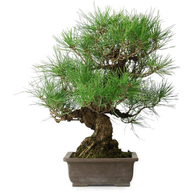 Pinus thunbergii, 47 cm, ± 20 years old