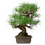 Pinus thunbergii, 47 cm, ± 20 jaar oud