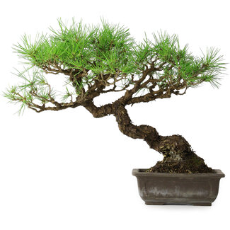 Pinus thunbergii, 39,5 cm, ± 20 jaar oud