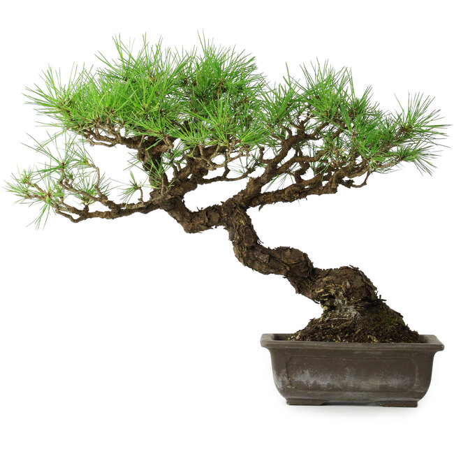Pinus thunbergii, 39,5 cm, ± 20 años