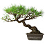 Pinus thunbergii, 39,5 cm, ± 20 jaar oud