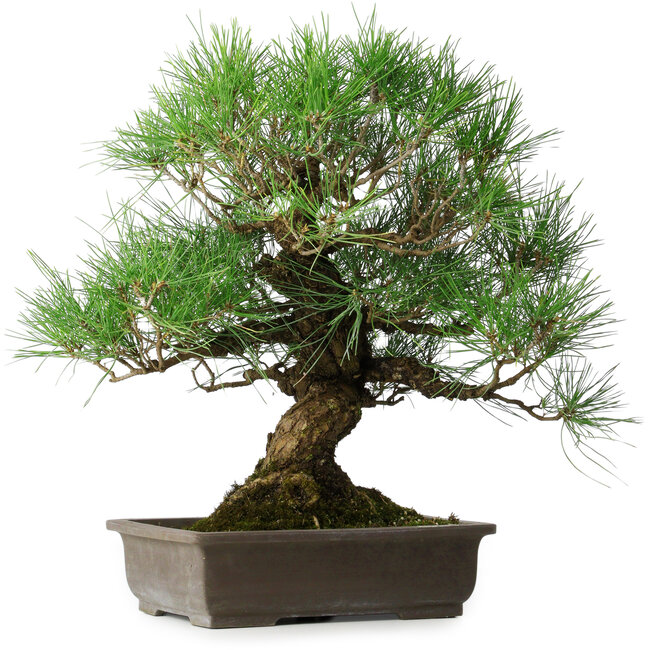 Pinus thunbergii, 47 cm, ± 20 jaar oud