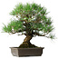 Pinus thunbergii, 47 cm, ± 20 Jahre alt