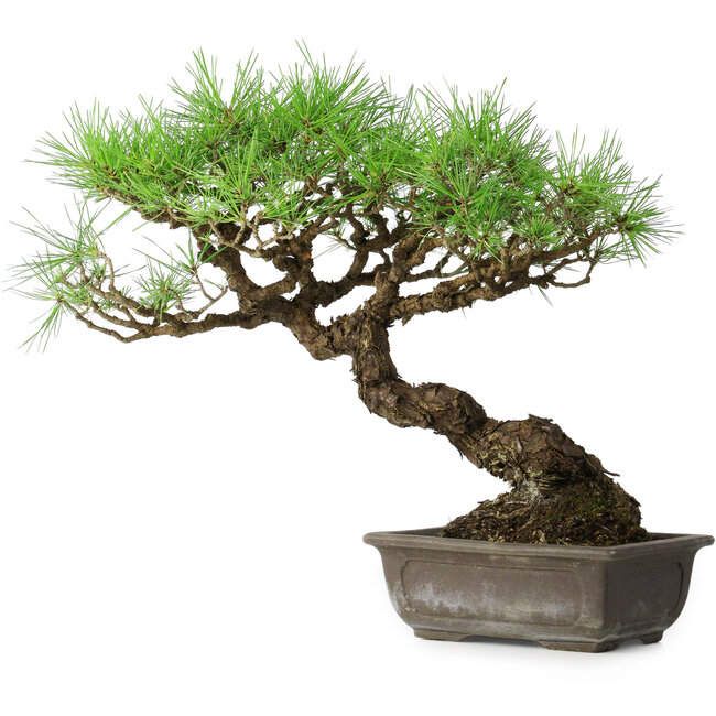 Pinus thunbergii, 39,5 cm, ± 20 jaar oud