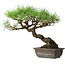 Pinus thunbergii, 39,5 cm, ± 20 jaar oud