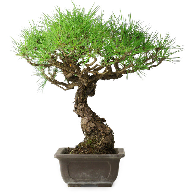 Pinus thunbergii, 39,5 cm, ± 20 years old