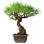 Pinus thunbergii, 39,5 cm, ± 20 jaar oud