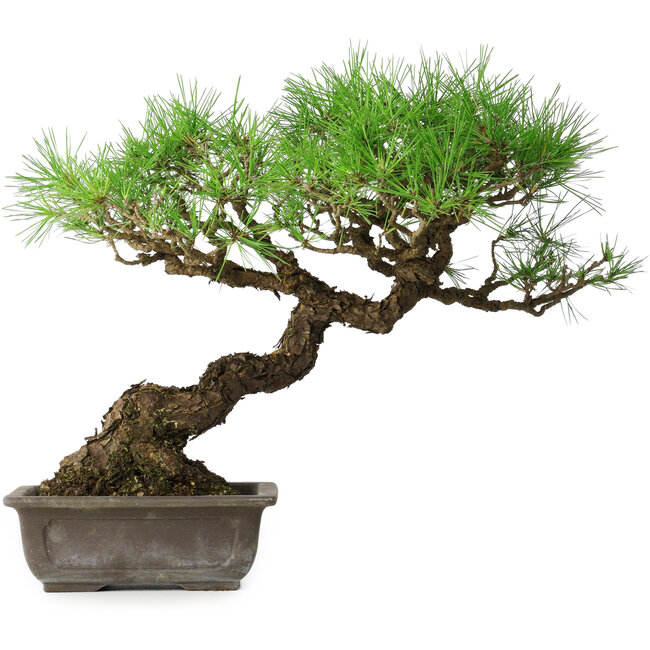 Pinus thunbergii, 39,5 cm, ± 20 years old