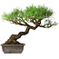 Pinus thunbergii, 39,5 cm, ± 20 Jahre alt