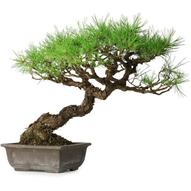 Pinus thunbergii, 39,5 cm, ± 20 jaar oud