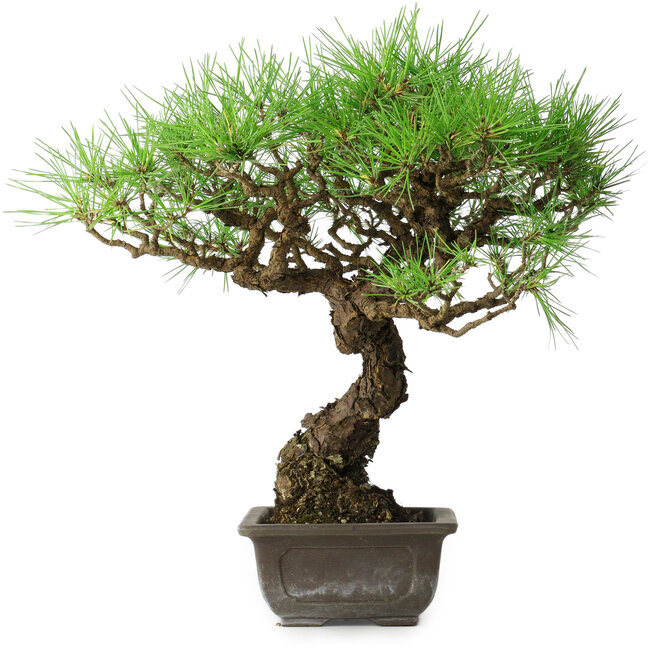 Pinus thunbergii, 39,5 cm, ± 20 jaar oud