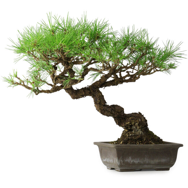 Pinus thunbergii, 39,5 cm, ± 20 anni
