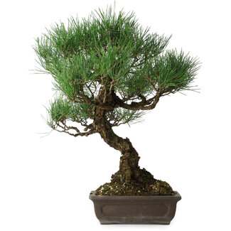 Pinus thunbergii, 51 cm, ± 20 jaar oud
