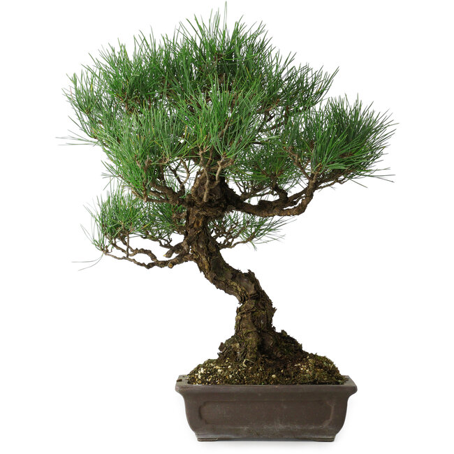 Pinus thunbergii, 51 cm, ± 20 Jahre alt