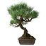 Pinus thunbergii, 51 cm, ± 20 ans