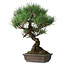 Pinus thunbergii, 51 cm, ± 20 anni