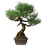 Pinus thunbergii, 51 cm, ± 20 Jahre alt