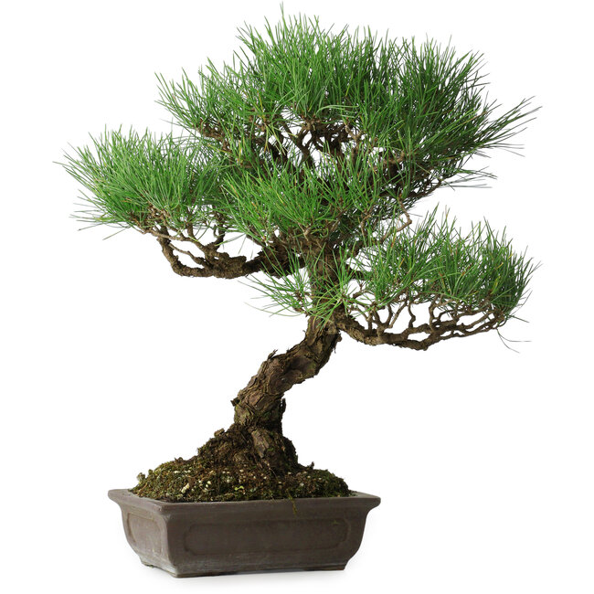 Pinus thunbergii, 51 cm, ± 20 anni