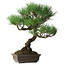 Pinus thunbergii, 51 cm, ± 20 años