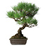 Pinus thunbergii, 51 cm, ± 20 años