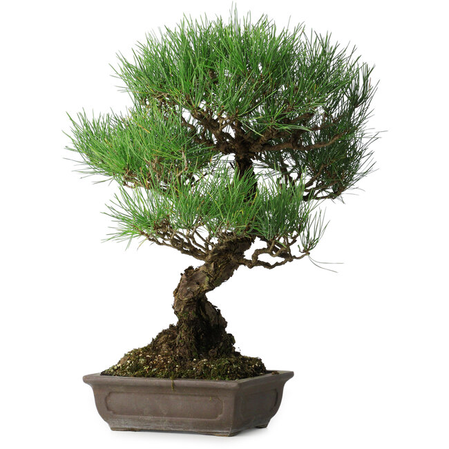 Pinus thunbergii, 51 cm, ± 20 jaar oud