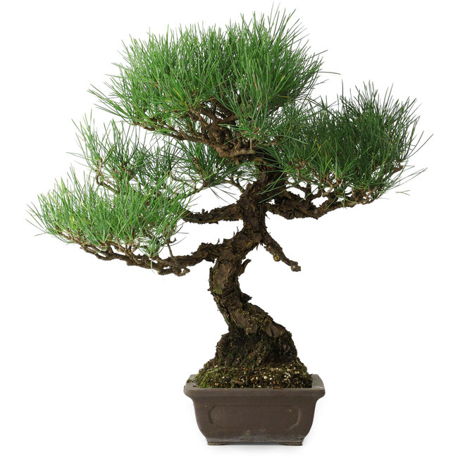 Pinus thunbergii, 51 cm, ± 20 ans