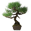 Pinus thunbergii, 51 cm, ± 20 jaar oud