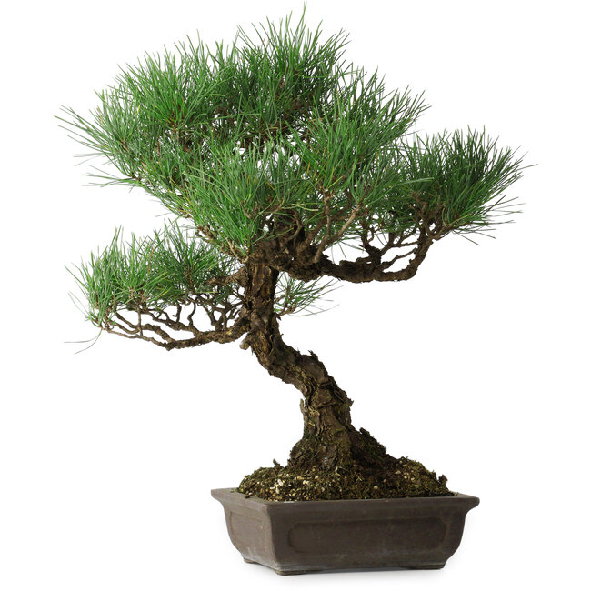 Pinus thunbergii, 51 cm, ± 20 Jahre alt