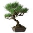 Pinus thunbergii, 51 cm, ± 20 ans