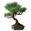 Pinus thunbergii, 51 cm, ± 20 jaar oud