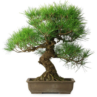 Pinus thunbergii, 54 cm, ± 20 jaar oud