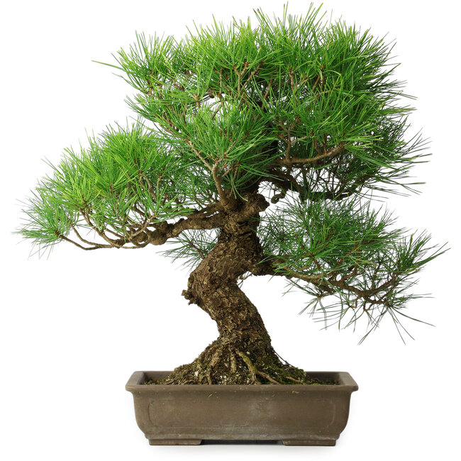 Pinus thunbergii, 54 cm, ± 20 ans