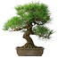 Pinus thunbergii, 54 cm, ± 20 years old