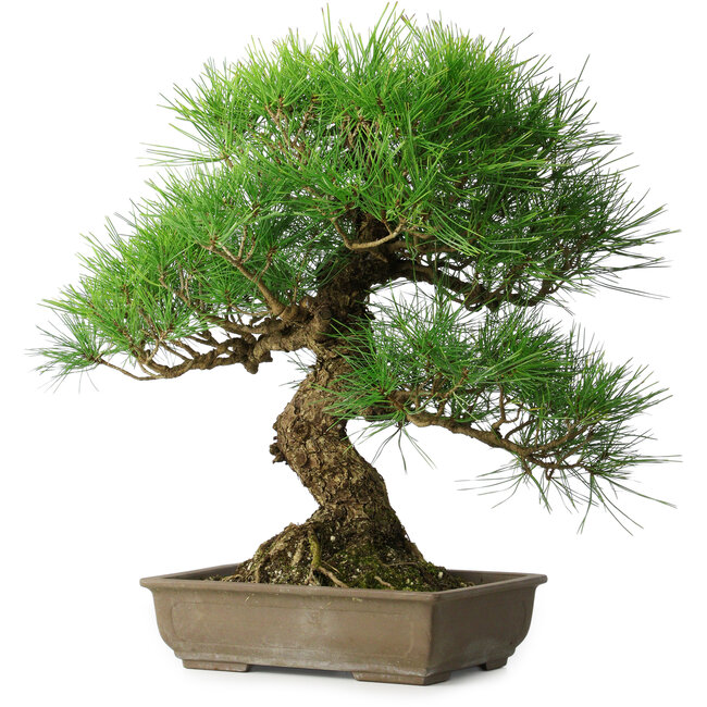 Pinus thunbergii, 54 cm, ± 20 ans
