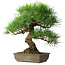 Pinus thunbergii, 54 cm, ± 20 jaar oud