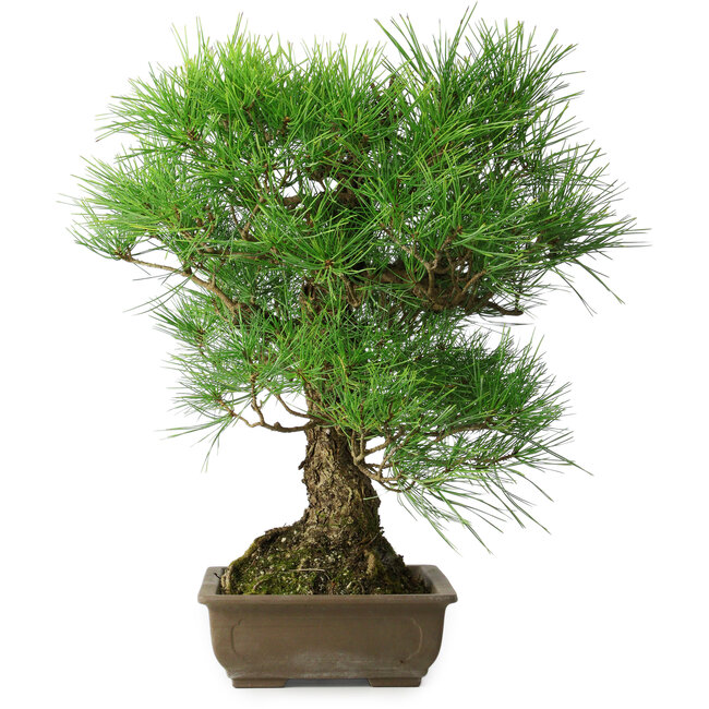 Pinus thunbergii, 54 cm, ± 20 years old