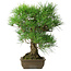Pinus thunbergii, 54 cm, ± 20 jaar oud