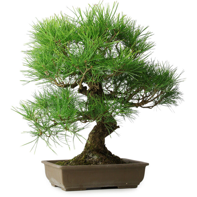 Pinus thunbergii, 54 cm, ± 20 anni