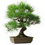 Pinus thunbergii, 54 cm, ± 20 jaar oud