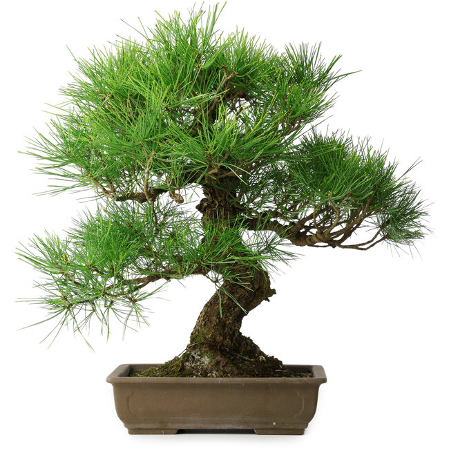 Pinus thunbergii, 54 cm, ± 20 jaar oud
