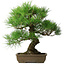Pinus thunbergii, 54 cm, ± 20 years old
