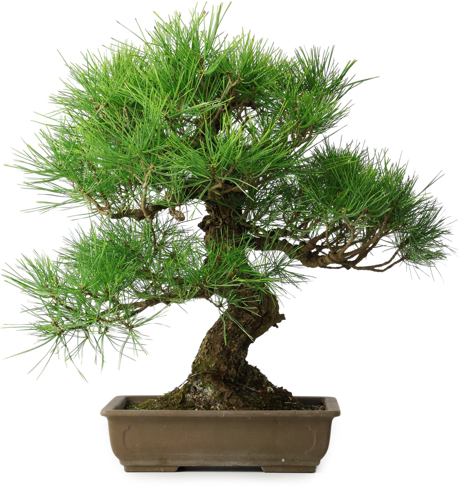 Pinus thunbergii, 54 cm, ± 20 years old - Bonsai Plaza