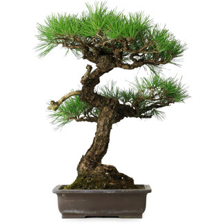 Pinus thunbergii, 58 cm, ± 20 jaar oud