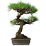 Pinus thunbergii, 58 cm, ± 20 ans