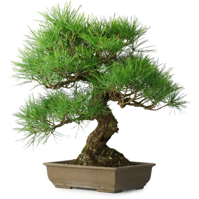 Pinus thunbergii, 54 cm, ± 20 years old