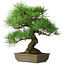 Pinus thunbergii, 54 cm, ± 20 ans